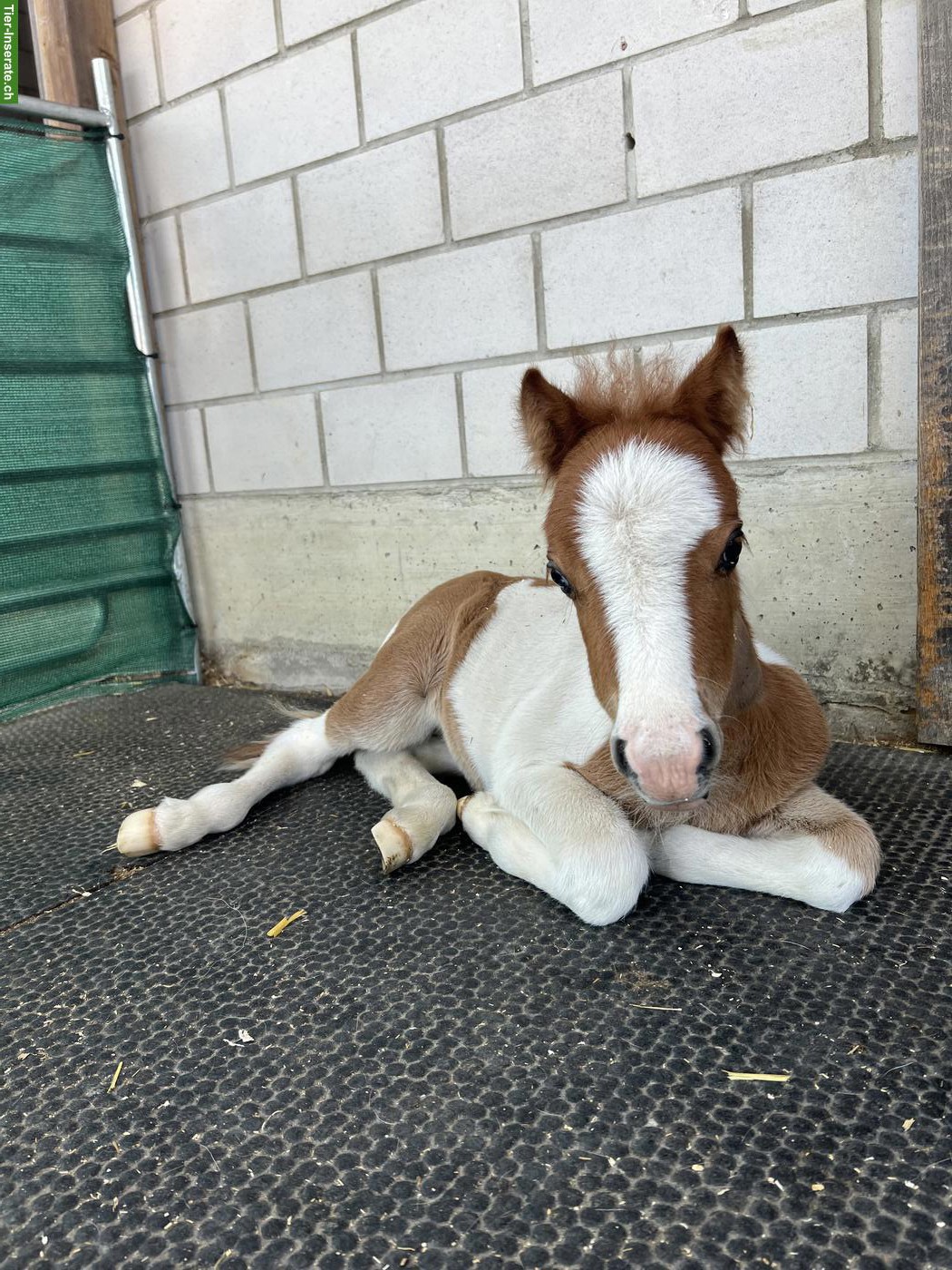 Bild 6: Mini Shetty ❤️ Kleiner Mann mit grossem Herz ❤️