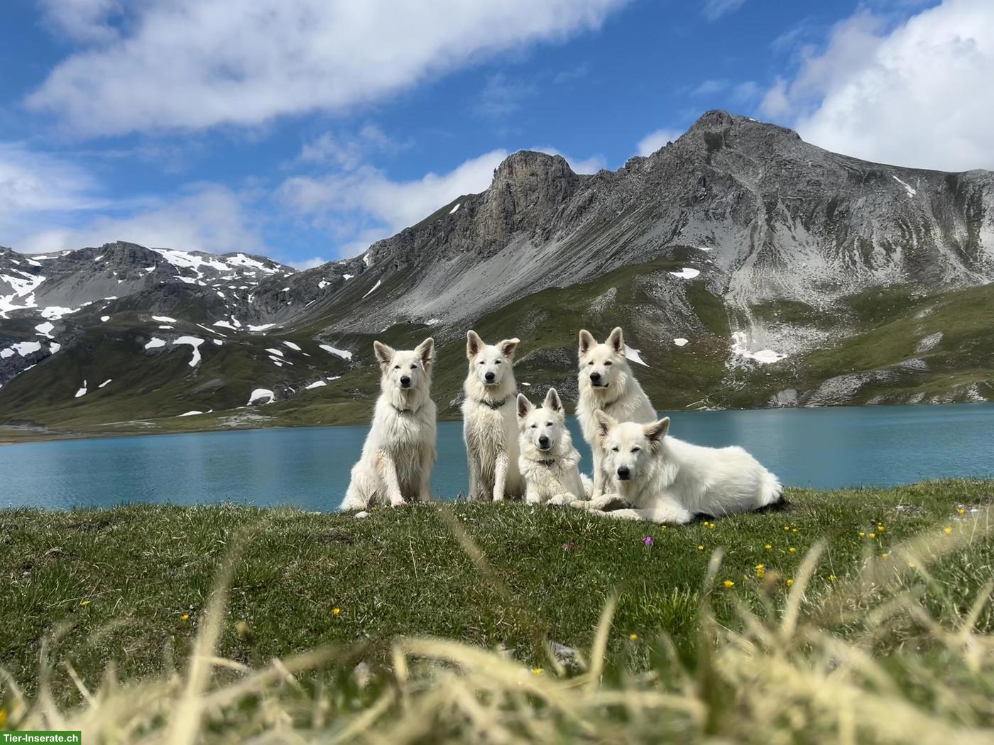 Berger blanc Suisse Welpen in liebe Hände abzugeben