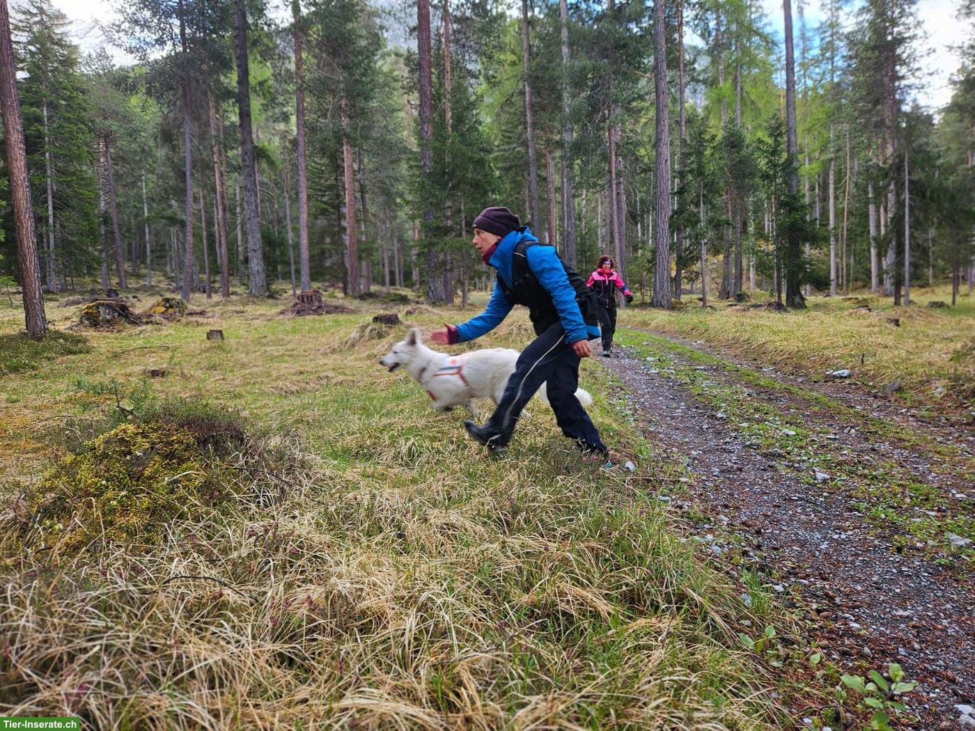 Bild 10: Berger blanc Suisse Welpen in liebe Hände abzugeben