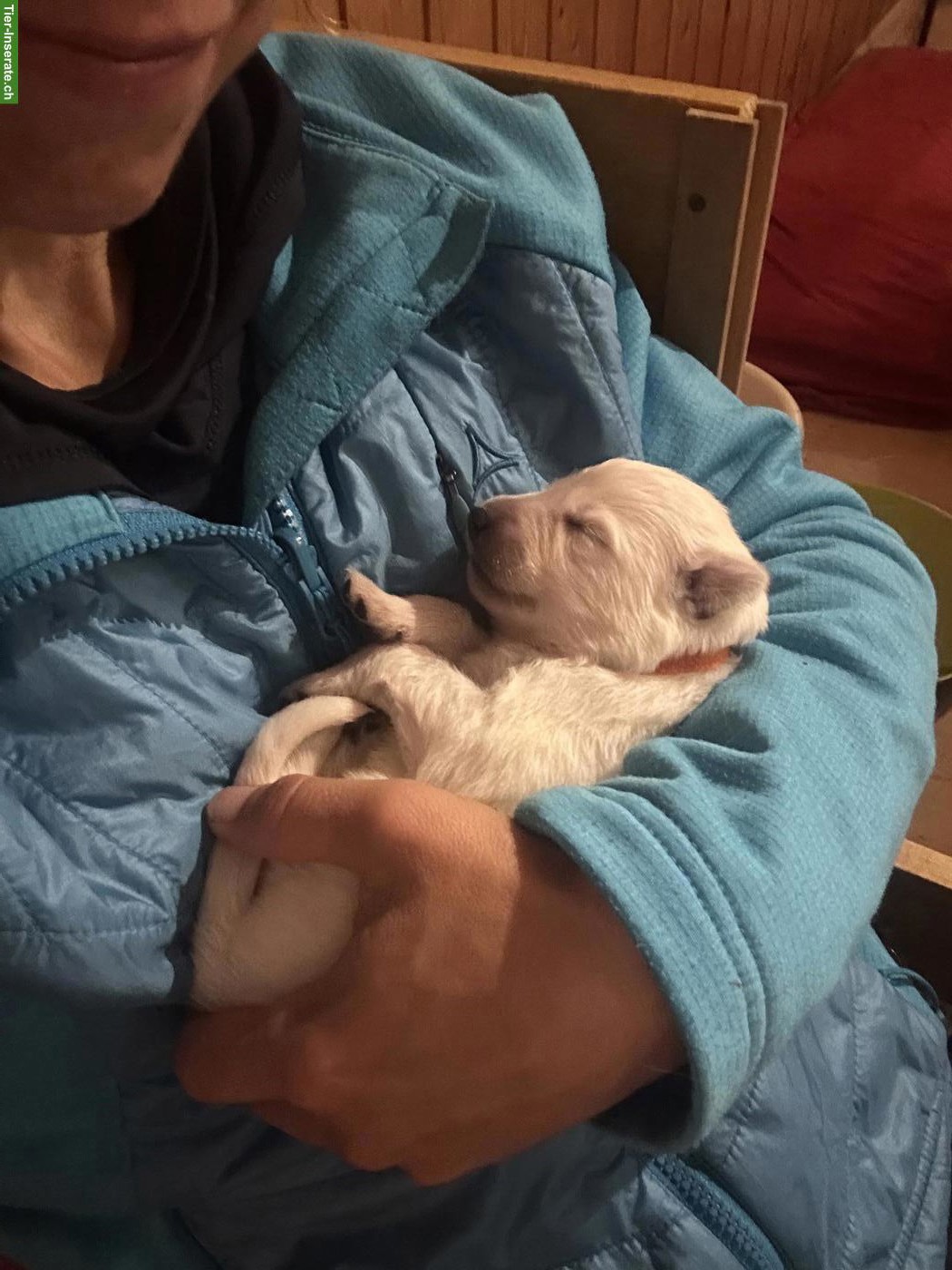 Bild 3: Berger blanc Suisse Welpen in liebe Hände abzugeben