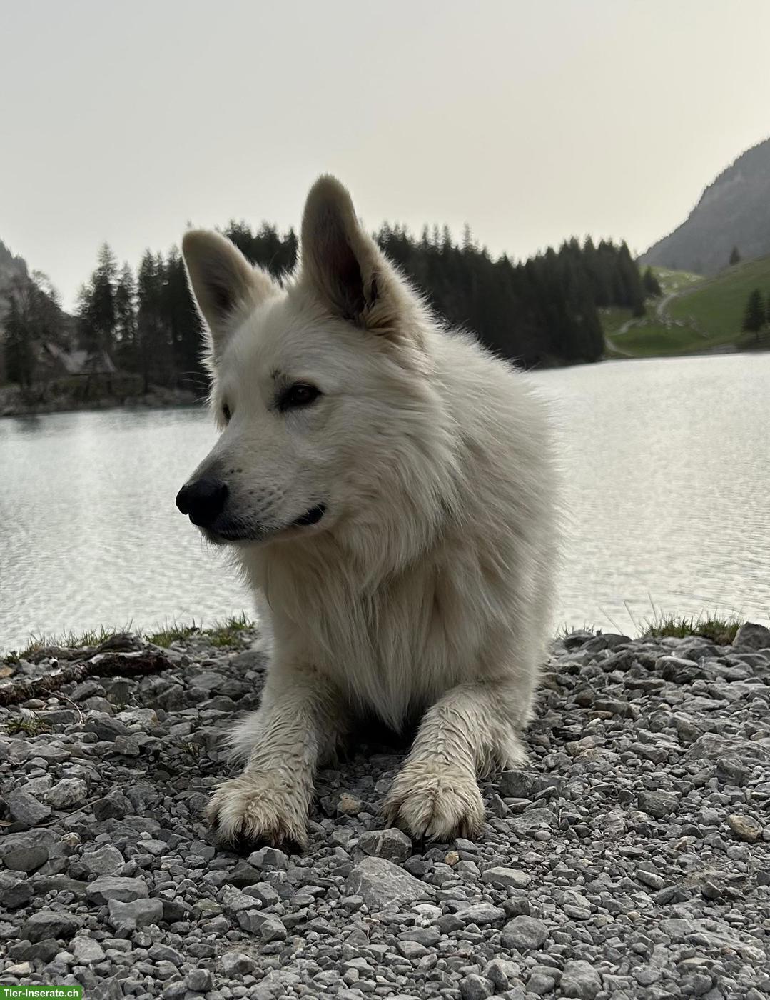 Bild 4: Berger blanc Suisse Welpen in liebe Hände abzugeben