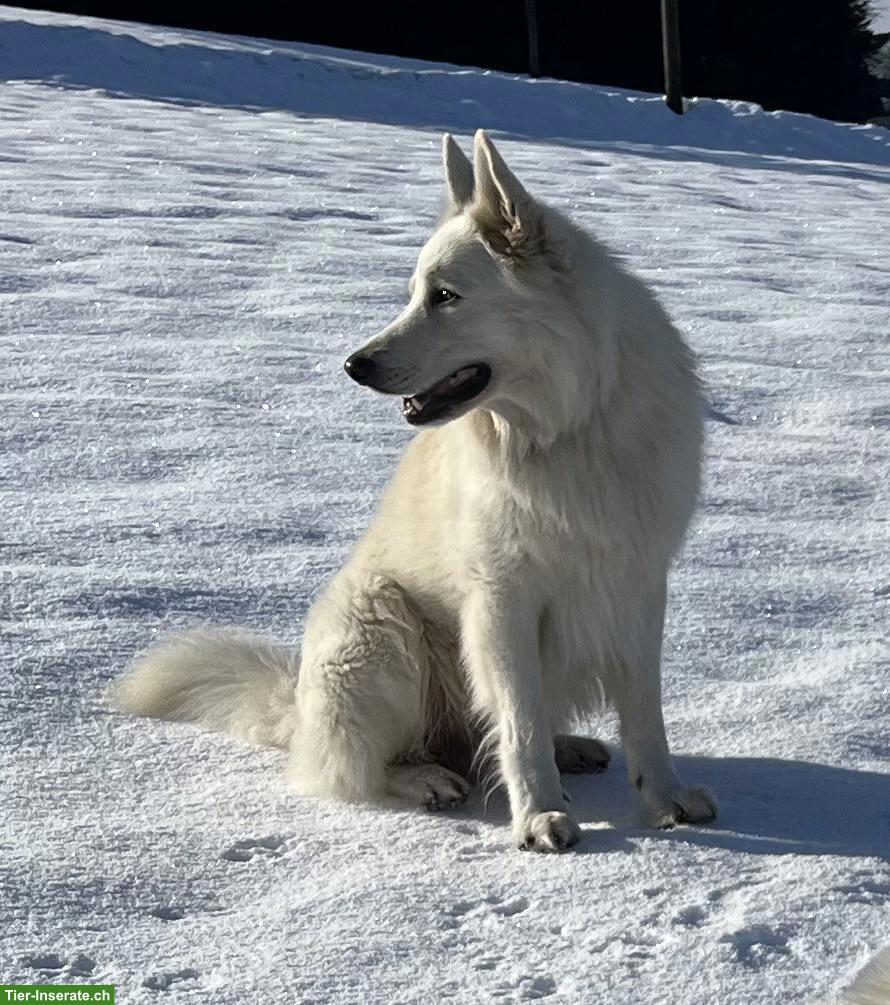 Bild 5: Berger blanc Suisse Welpen in liebe Hände abzugeben
