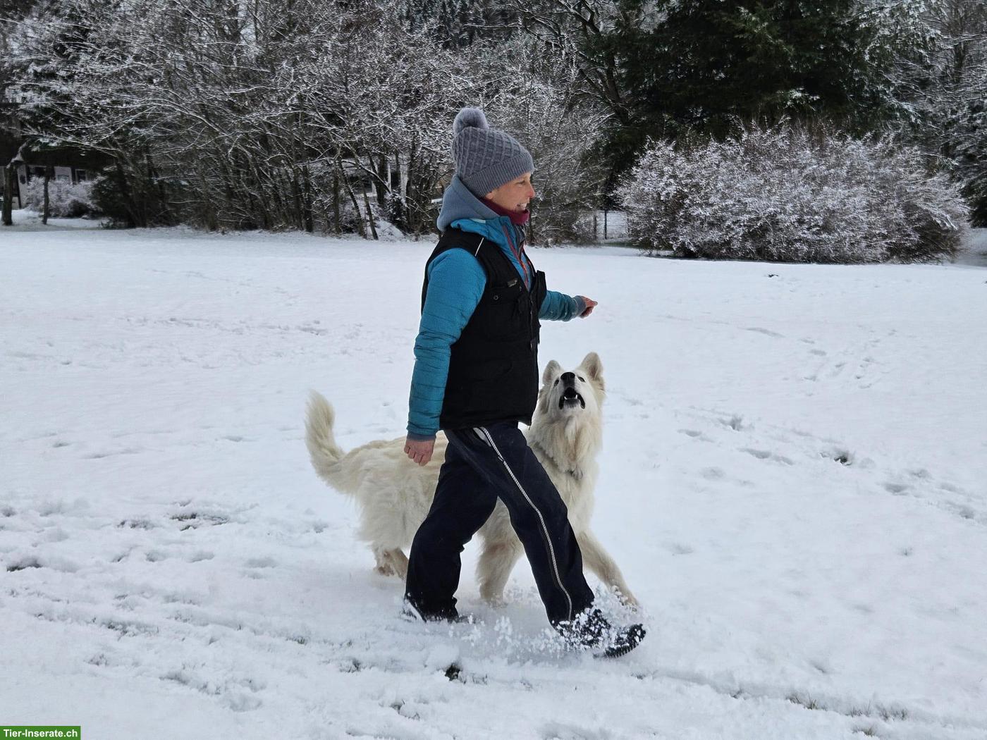 Bild 6: Berger blanc Suisse Welpen in liebe Hände abzugeben
