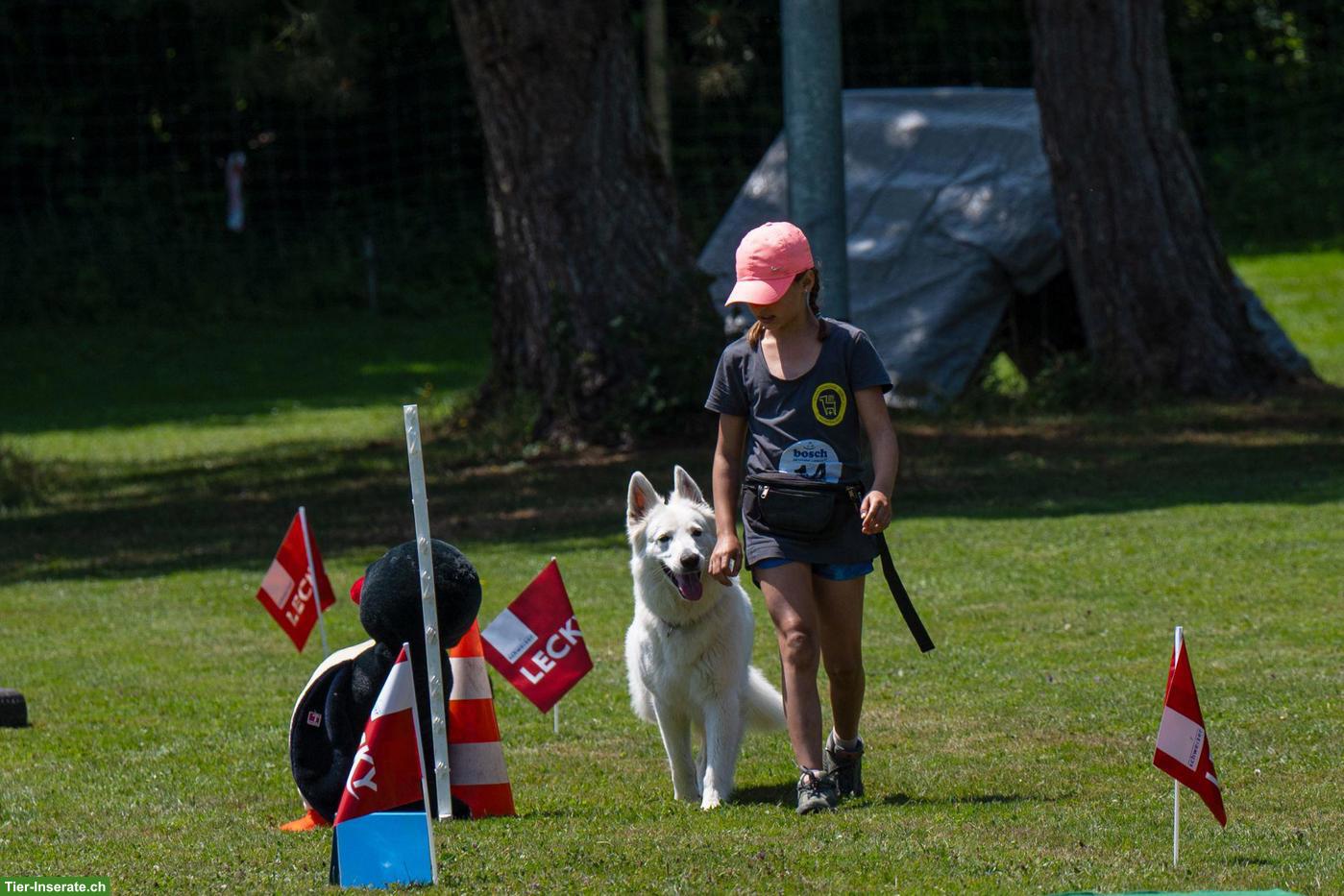 Bild 7: Berger blanc Suisse Welpen in liebe Hände abzugeben