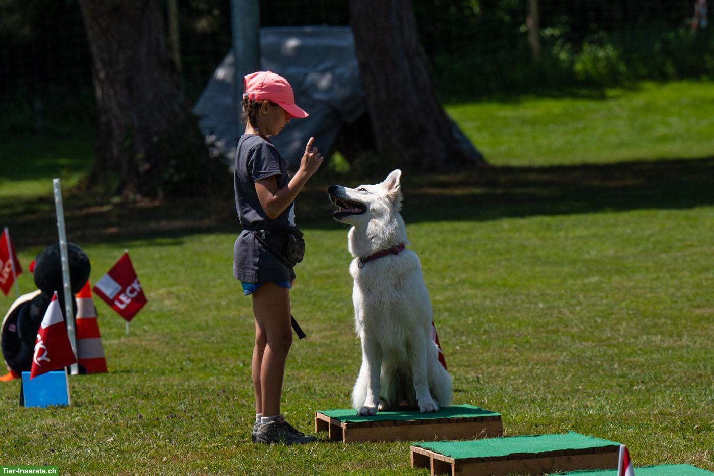Bild 8: Berger blanc Suisse Welpen in liebe Hände abzugeben