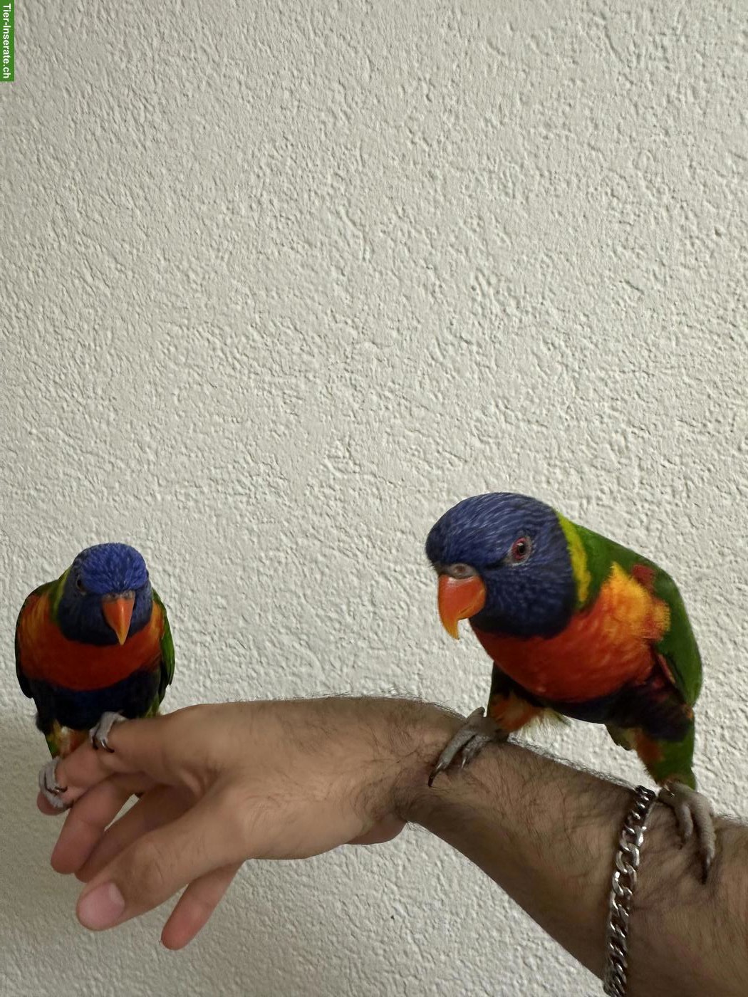 Bild 2: 2 handzahme Regenbogenloris | Paar | inkl. Käfig & Zubehör