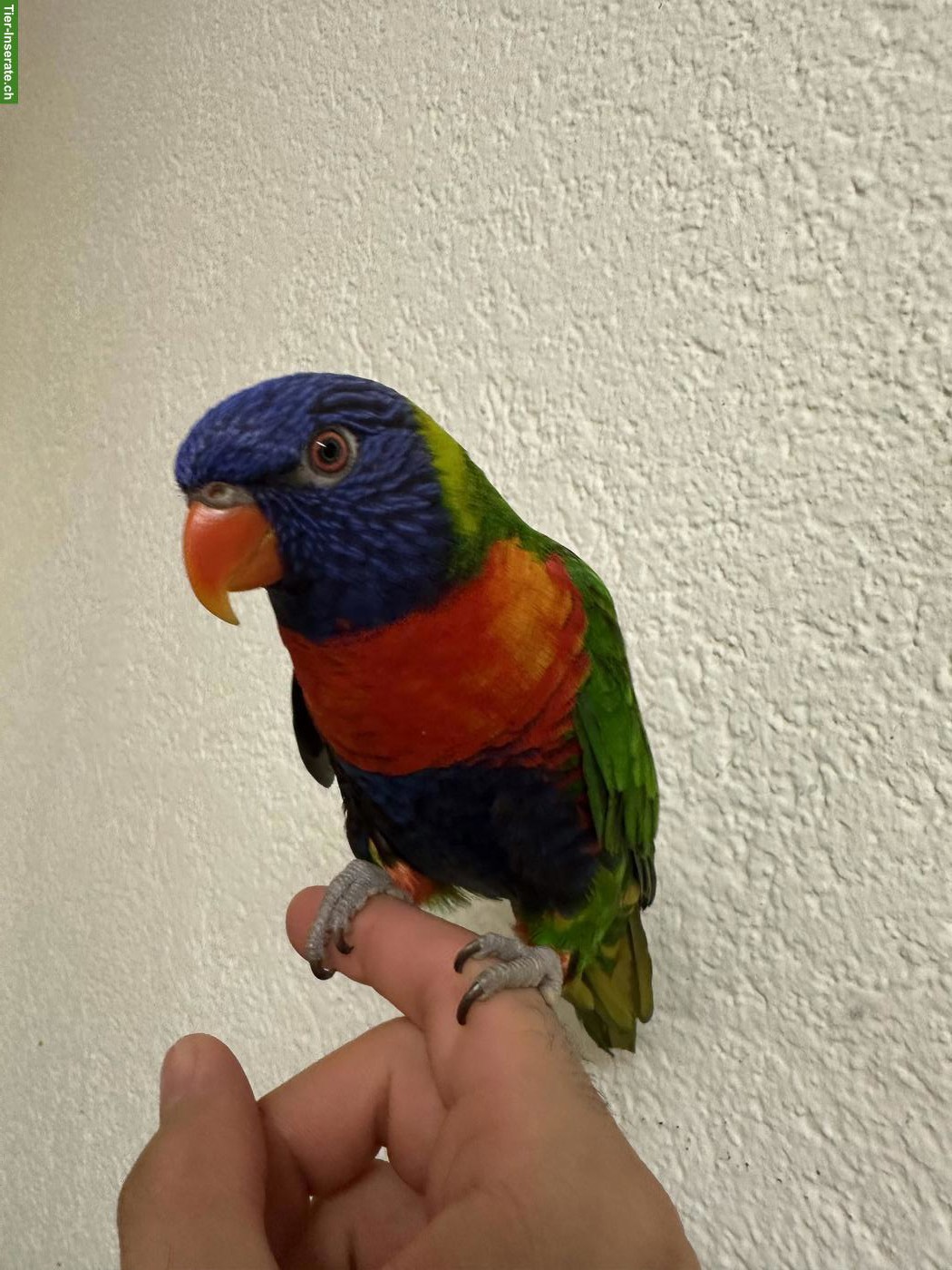 Bild 4: 2 handzahme Regenbogenloris | Paar | inkl. Käfig & Zubehör