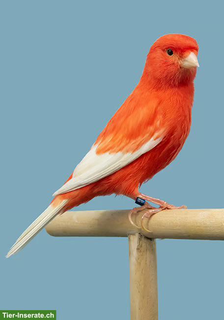 Bild 2: Kanarienvögel in verschiedenen Farben