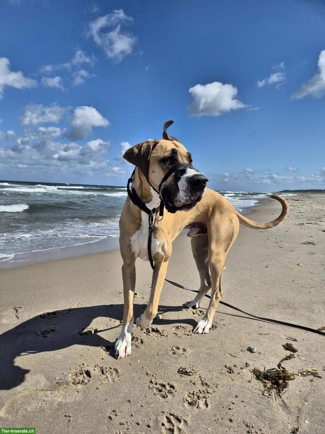 Deutsche Dogge Rüde Campino sucht neues Zuhause