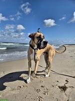 Deutsche Dogge Rüde Campino sucht neues Zuhause