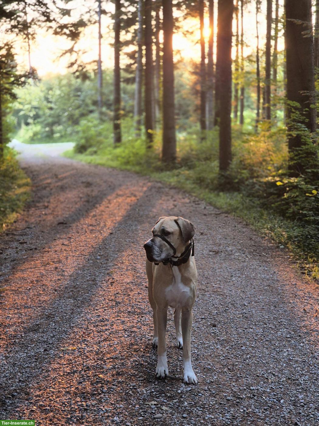 Bild 2: Deutsche Dogge Rüde Campino sucht neues Zuhause