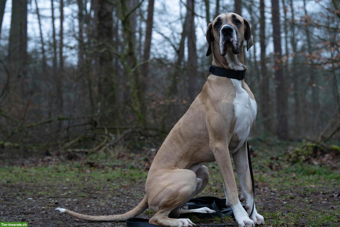 Bild 3: Deutsche Dogge Rüde Campino sucht neues Zuhause