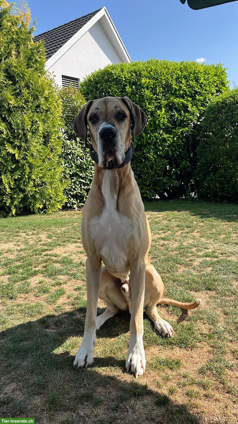 Bild 4: Deutsche Dogge Rüde Campino sucht neues Zuhause