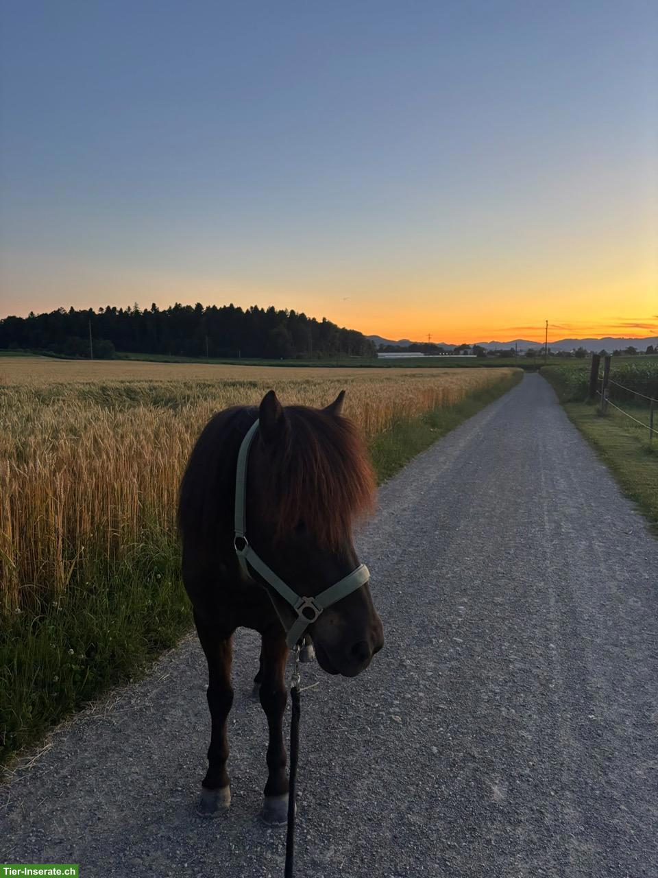 Bild 2: Islandpferd Wallach, 16-jährig, 5-Gänger zu verkaufen