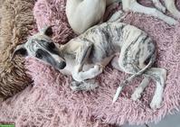 Junger Whippet Rüde gestromt