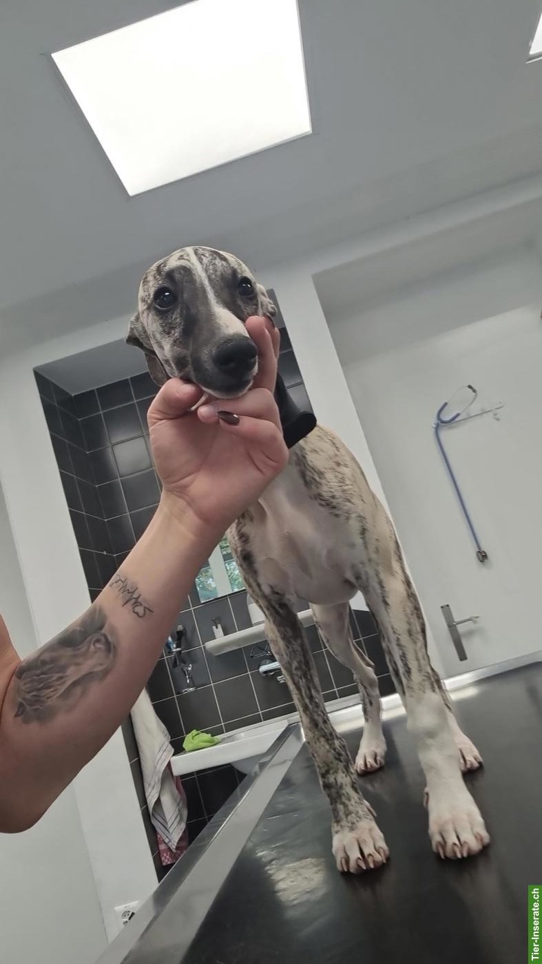 Bild 3: Junger Whippet Rüde gestromt