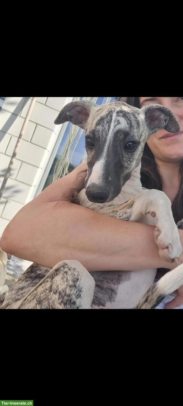 Bild 4: Junger Whippet Rüde gestromt