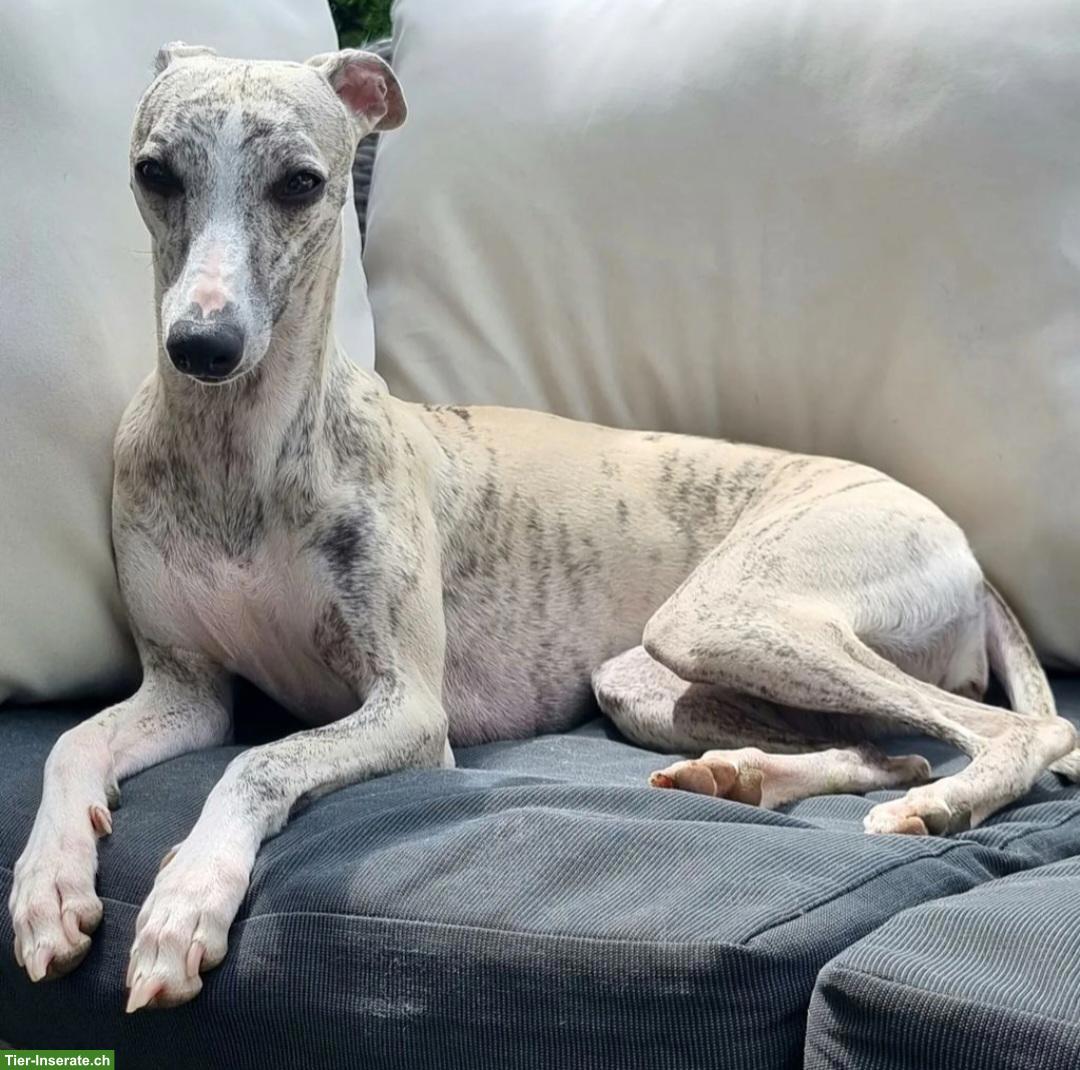 Bild 5: Junger Whippet Rüde gestromt