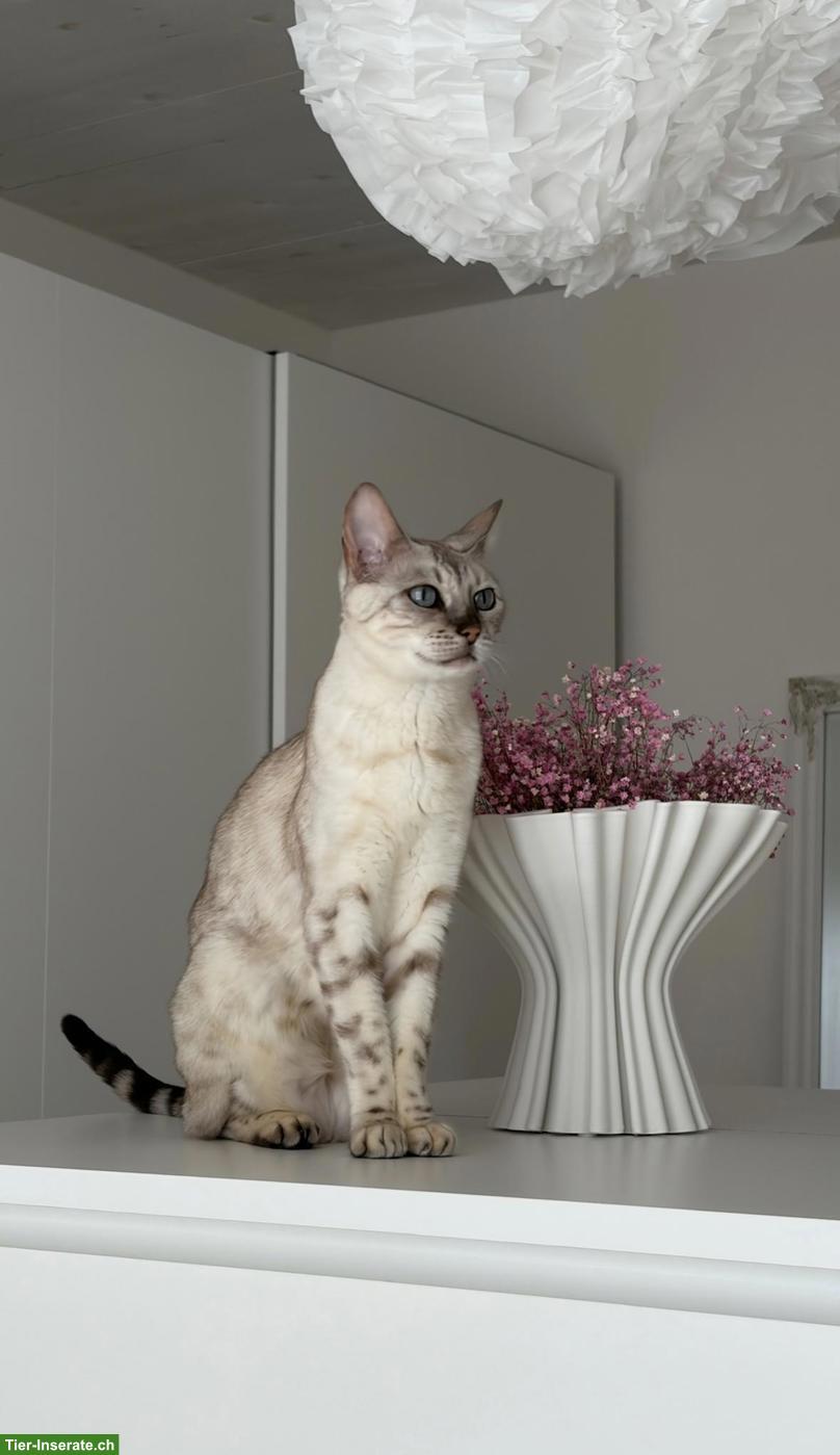 Bengal Katze sucht neues, liebevolles Zuhause