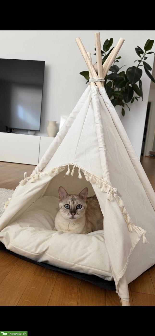 Bild 2: Bengal Katze sucht neues, liebevolles Zuhause