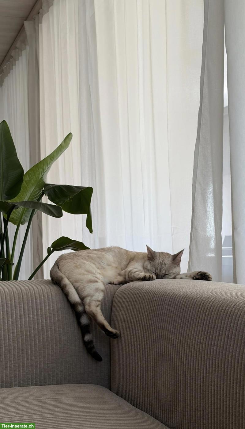 Bild 3: Bengal Katze sucht neues, liebevolles Zuhause
