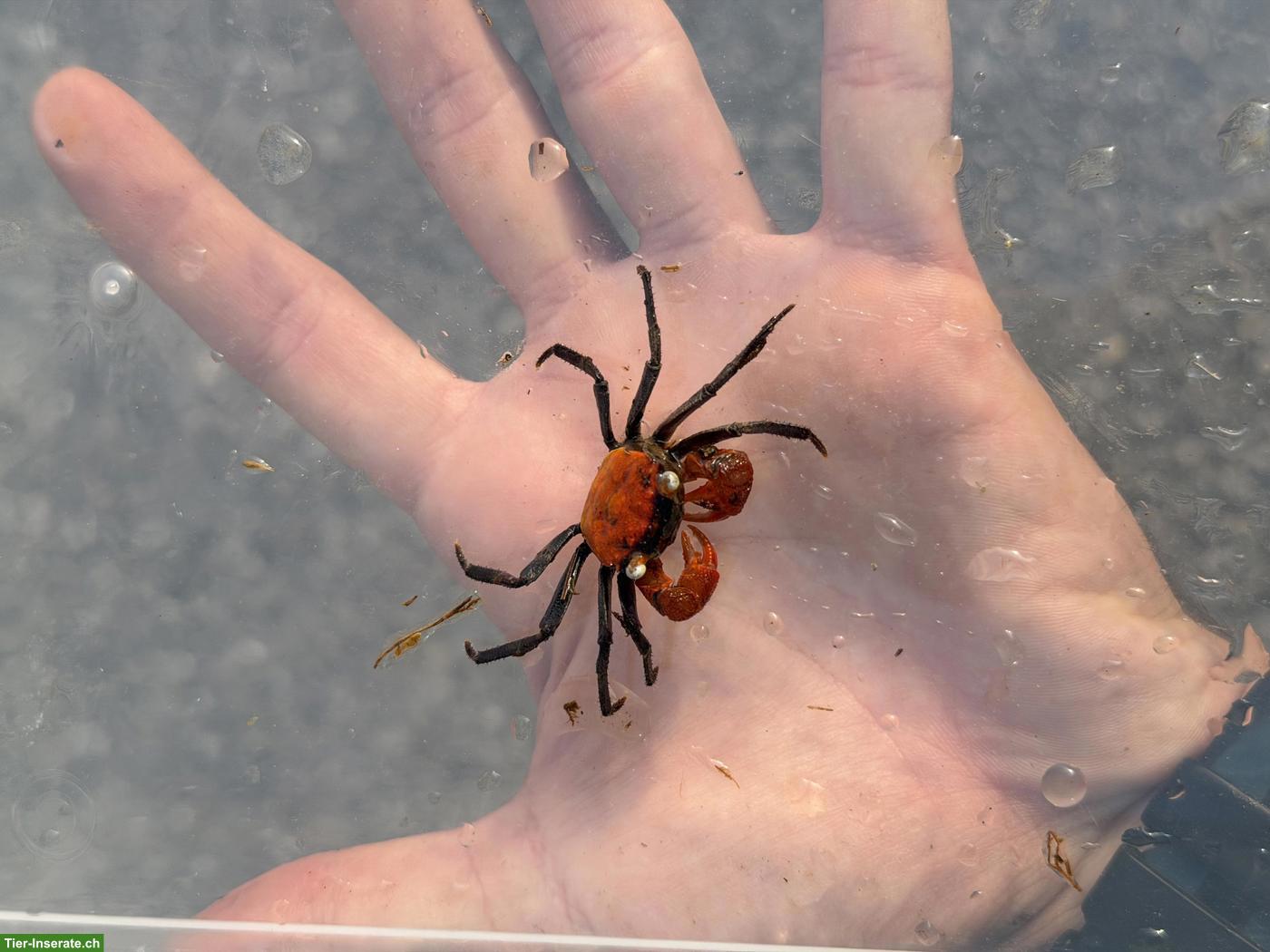 Vampirkrabbe (Geosesarma hagen) zu verkaufen
