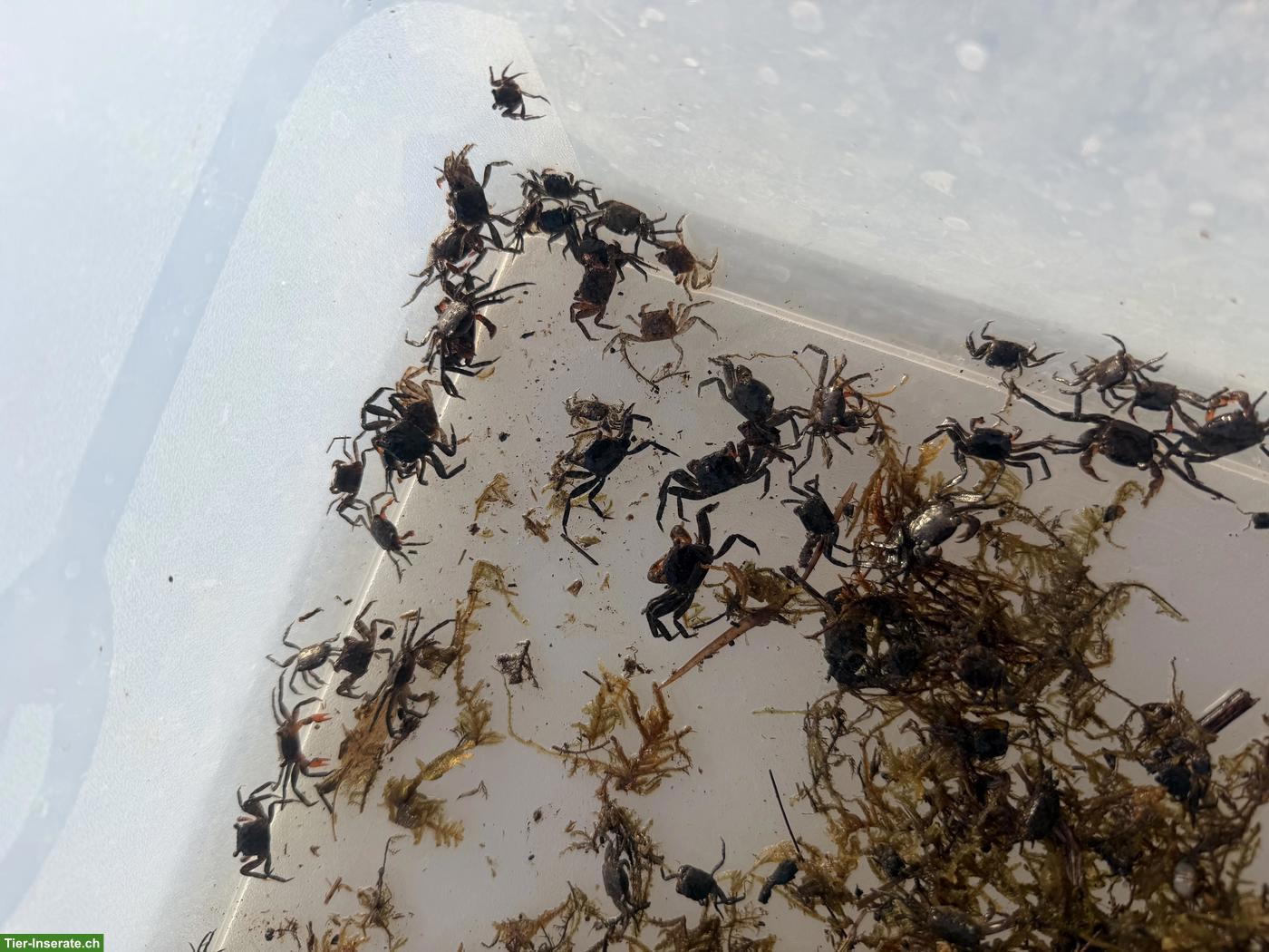 Bild 2: Vampirkrabbe (Geosesarma hagen) zu verkaufen