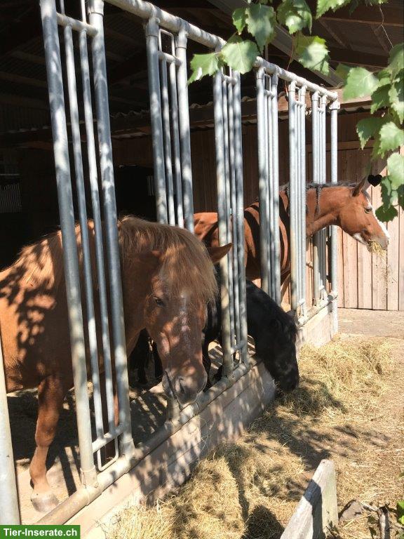 Bild 3: Freie Plätze in Pony-Gruppenstall in Dänikon ZH