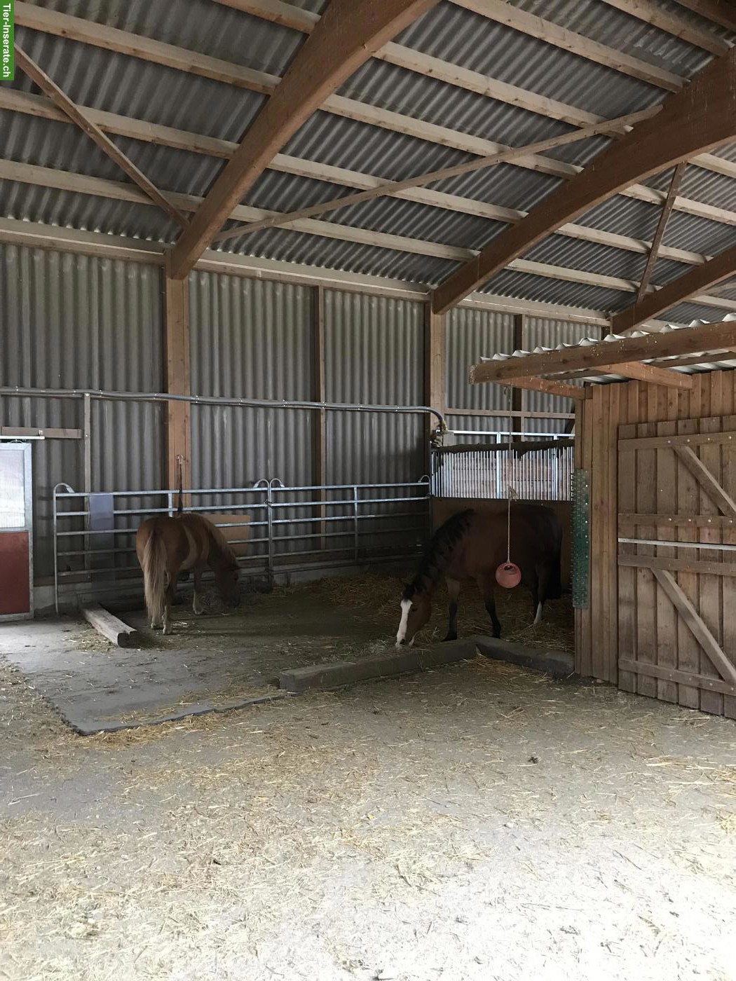 Bild 4: Freie Plätze in Pony-Gruppenstall in Dänikon ZH