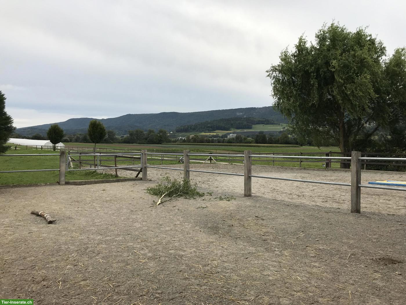 Bild 6: Freie Plätze in Pony-Gruppenstall in Dänikon ZH