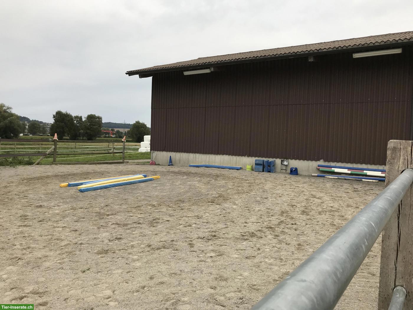 Bild 7: Freie Plätze in Pony-Gruppenstall in Dänikon ZH