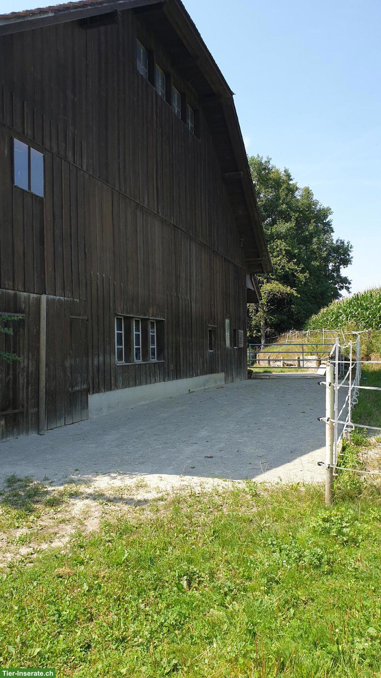 Bild 3: Offenstall mit Vollpension für 2 Pferde zu vermieten im Aargau