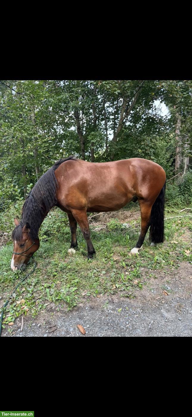 Bild 4: Grosser Freibergerwallach mit einem grossen Herzen 💙