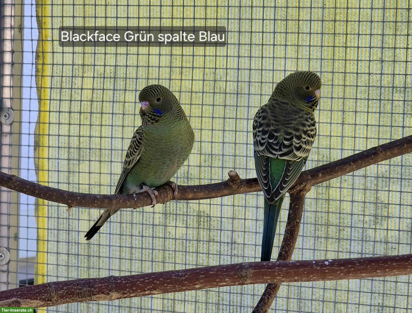 Blackface / Blackwing Wellensittiche