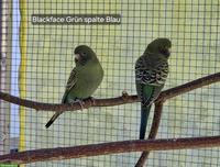 Blackface / Blackwing Wellensittiche