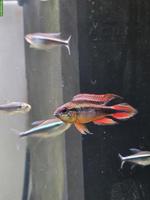 Agassizii Zwergbuntbarsch Männchen abzugeben
