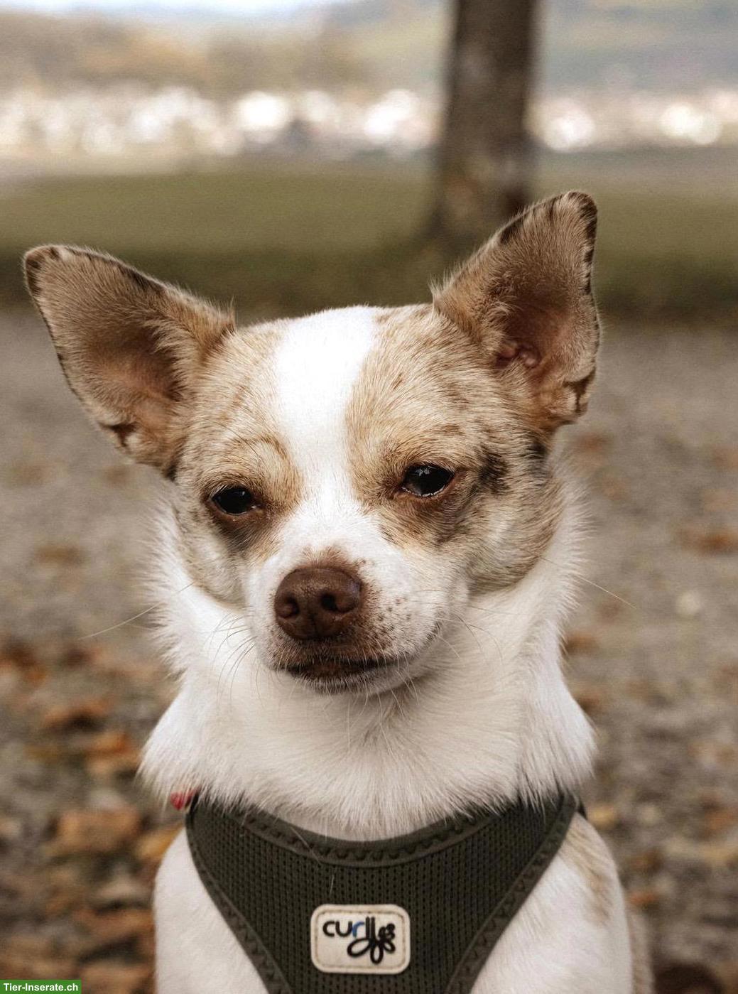 Chihuahua Rüde Fluffy sucht neues Zuhause