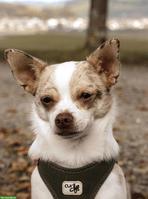 Chihuahua Rüde Fluffy sucht neues Zuhause