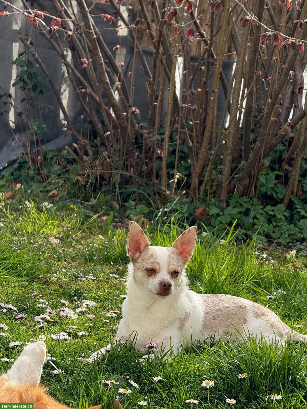 Bild 2: Chihuahua Rüde Fluffy sucht neues Zuhause