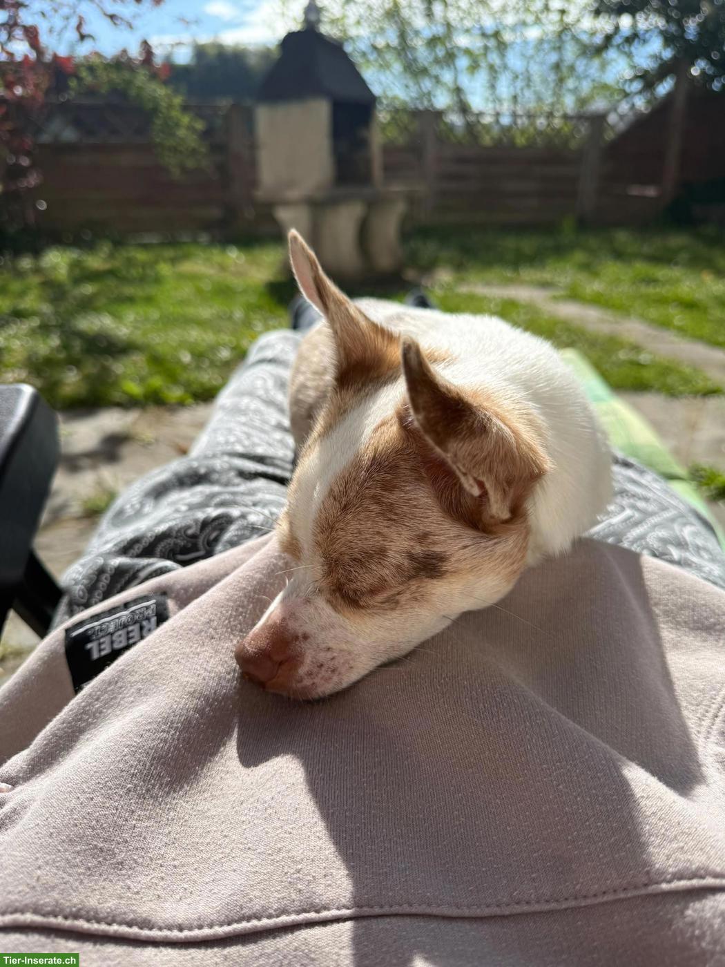 Bild 3: Chihuahua Rüde Fluffy sucht neues Zuhause