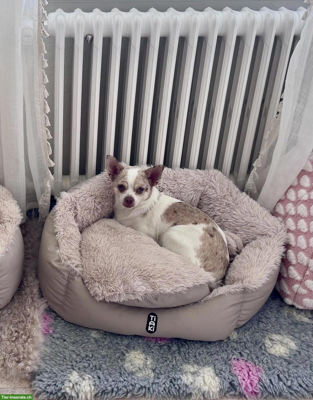 Bild 4: Chihuahua Rüde Fluffy sucht neues Zuhause