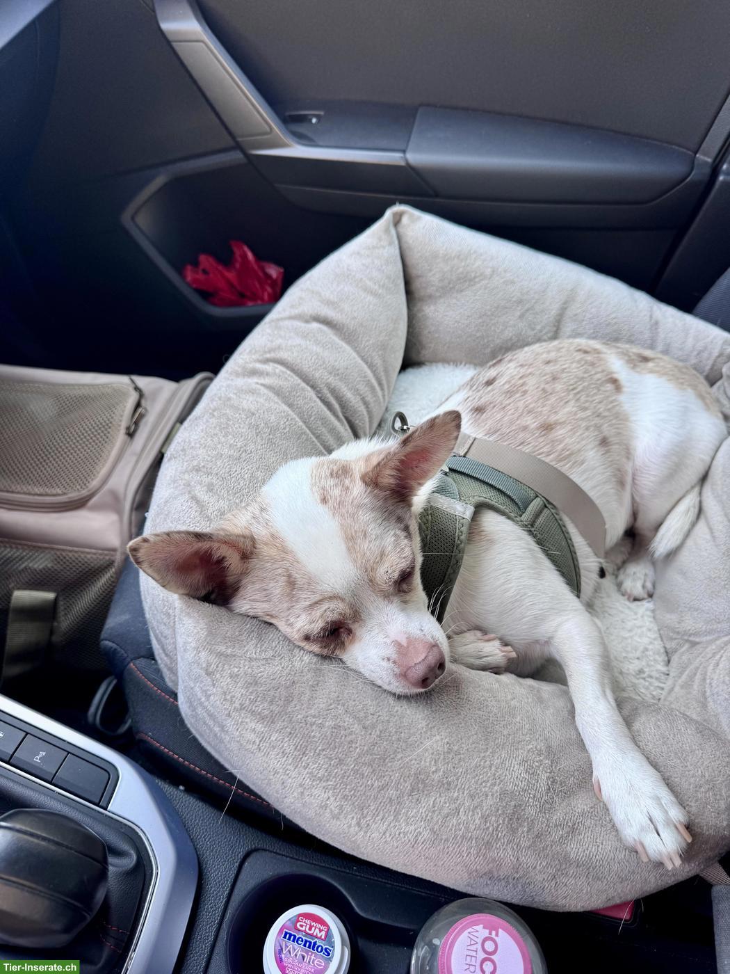 Bild 5: Chihuahua Rüde Fluffy sucht neues Zuhause