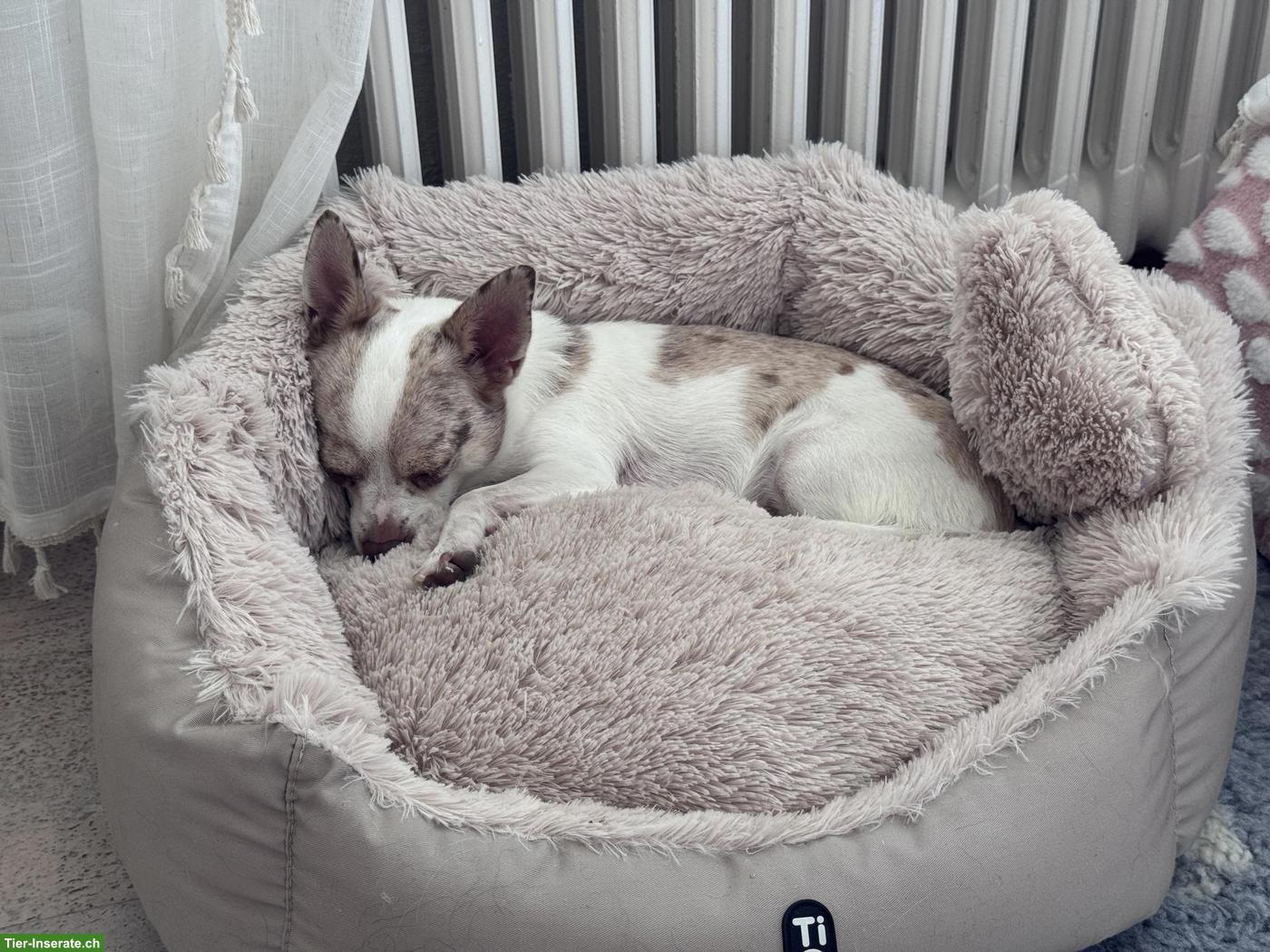 Bild 6: Chihuahua Rüde Fluffy sucht neues Zuhause