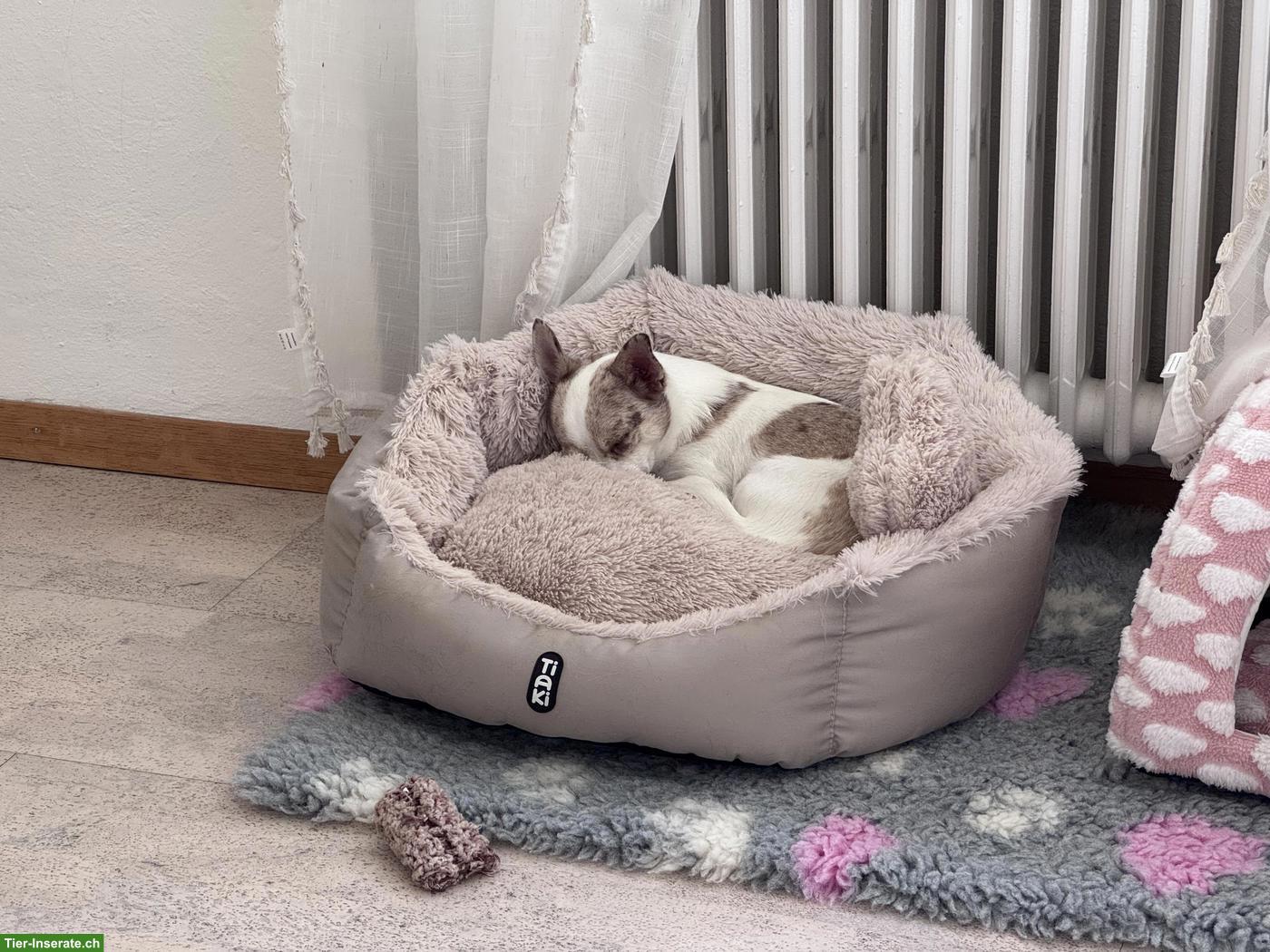 Bild 7: Chihuahua Rüde Fluffy sucht neues Zuhause