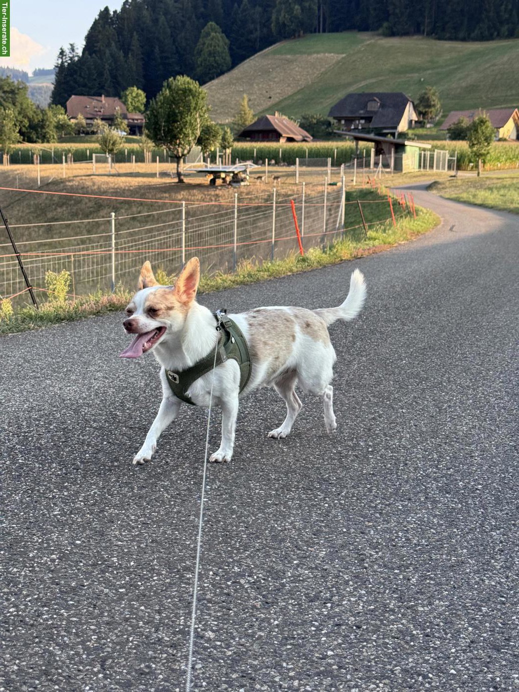 Bild 8: Chihuahua Rüde Fluffy sucht neues Zuhause