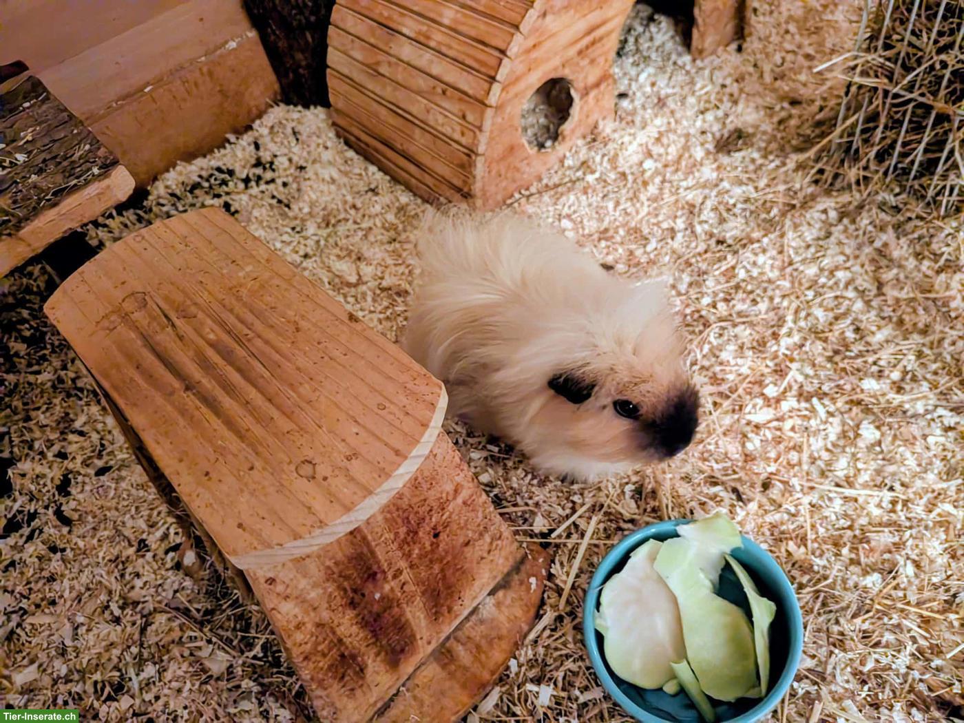 Liebes Meerschweinchen sucht Lebensplatz