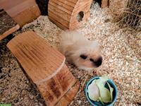 Liebes Meerschweinchen sucht Lebensplatz