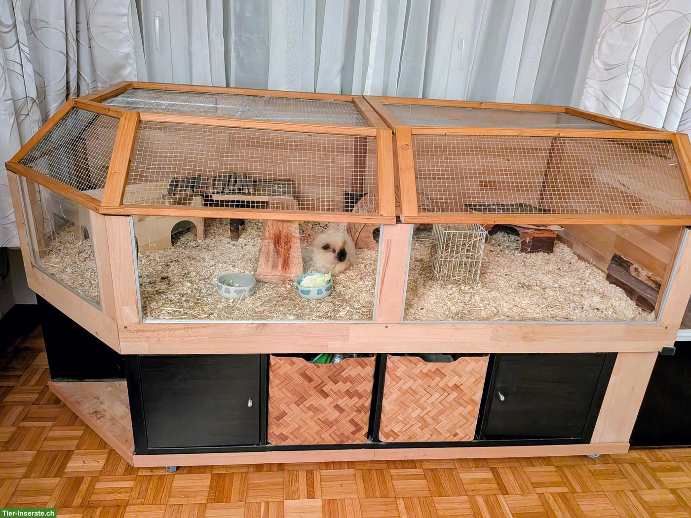 Bild 2: Liebes Meerschweinchen sucht Lebensplatz