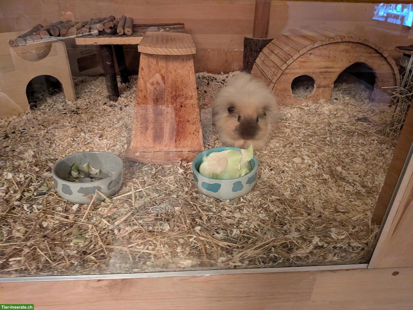 Bild 3: Liebes Meerschweinchen sucht Lebensplatz