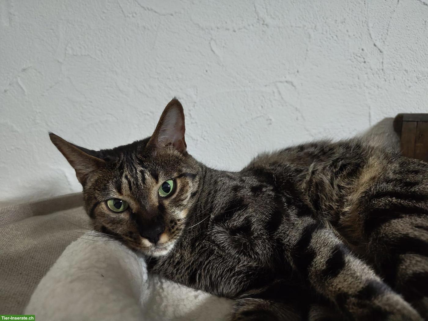 Savannah-Katze Yara (F5) sucht liebevolles Einzelzuhause